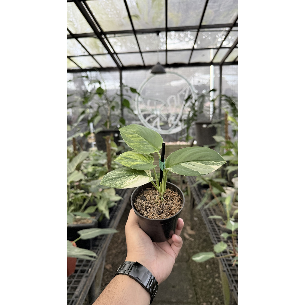 Tanaman Hias Scindapsus Rubicon (Truebii Moonlight Yellow Var) PREMIUM