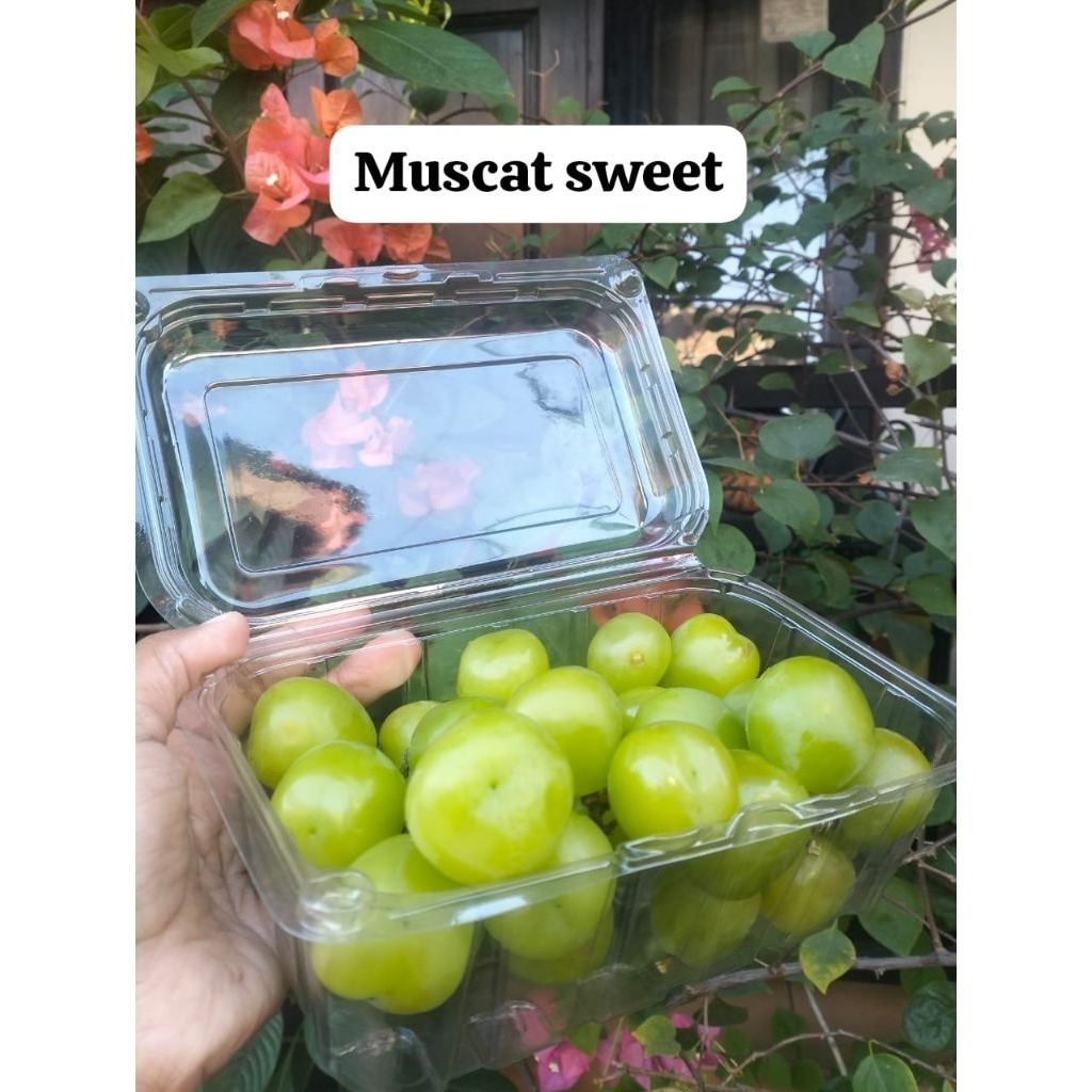 

ANGGUR SHINE MUSCAT PACK 500GR