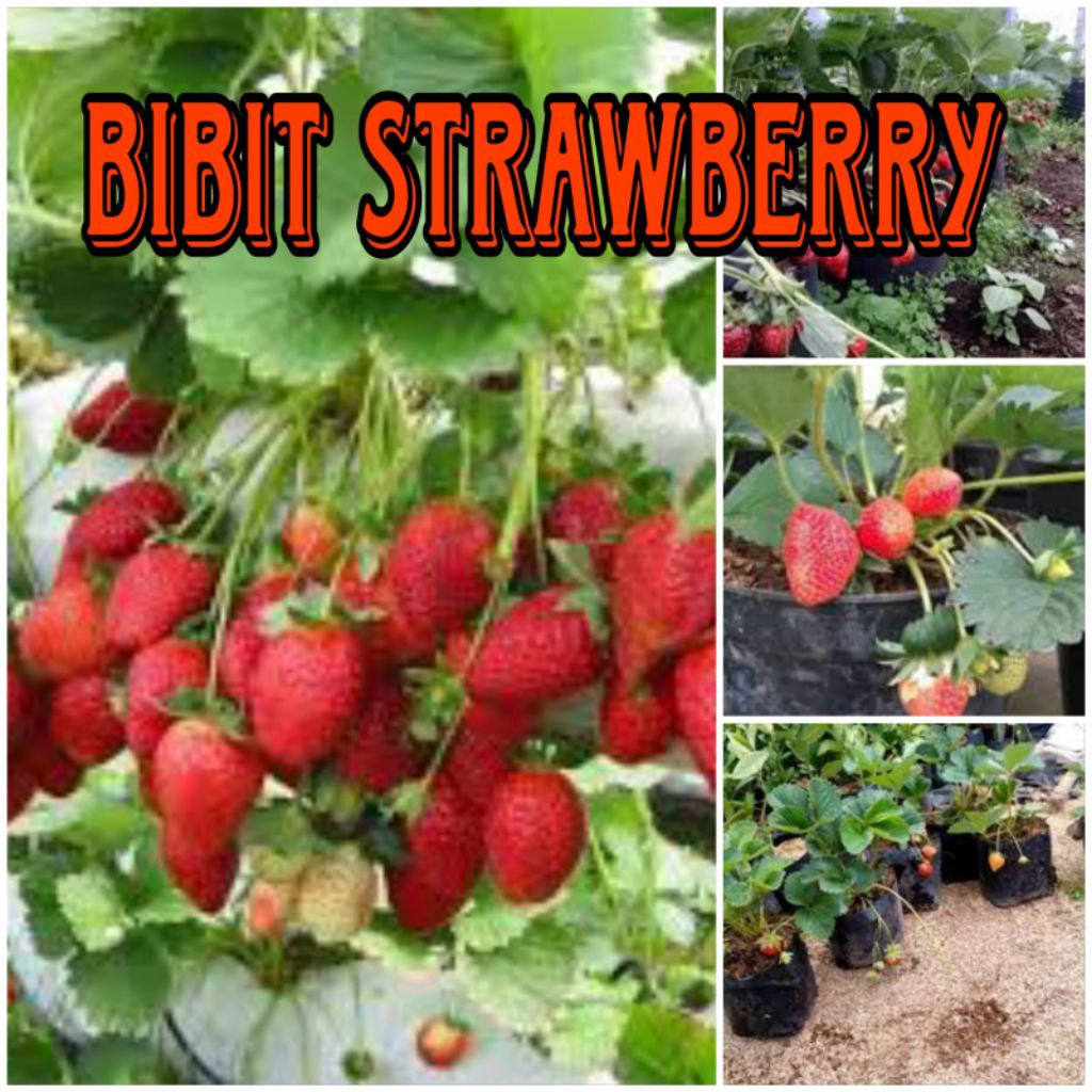 BIBIT BUAH STRAWBERRY MANIS