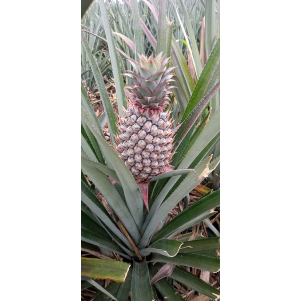 

Buah Manis dan Segar NANAS QUEEN