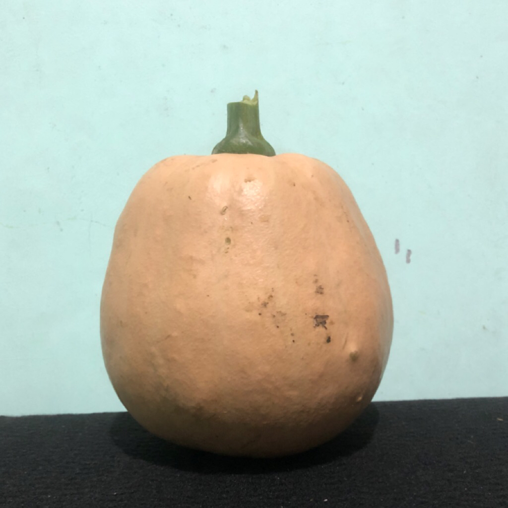 

Waluh Ketan/Labu Ketan Pulen