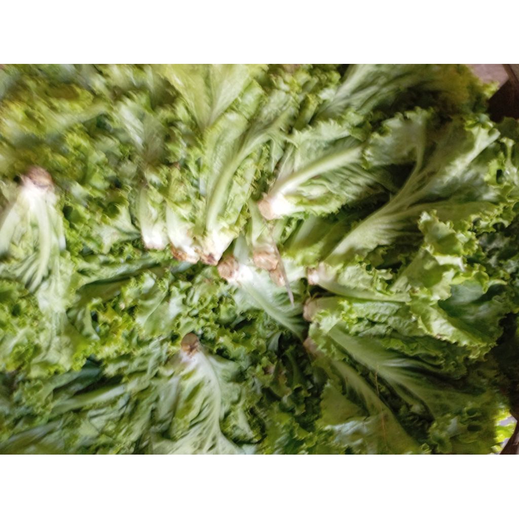 

SAYUR SELADA HIJAU KRITING ANDEWI SEGAR