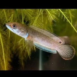 Channa Blue Bengal Good Quality Koleksi Hiasan Aquarium