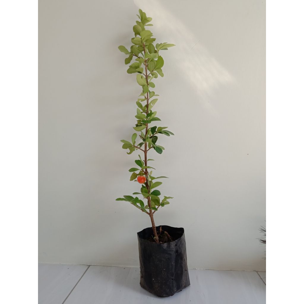 sianci/cery barbados/bahan bonsai sianci