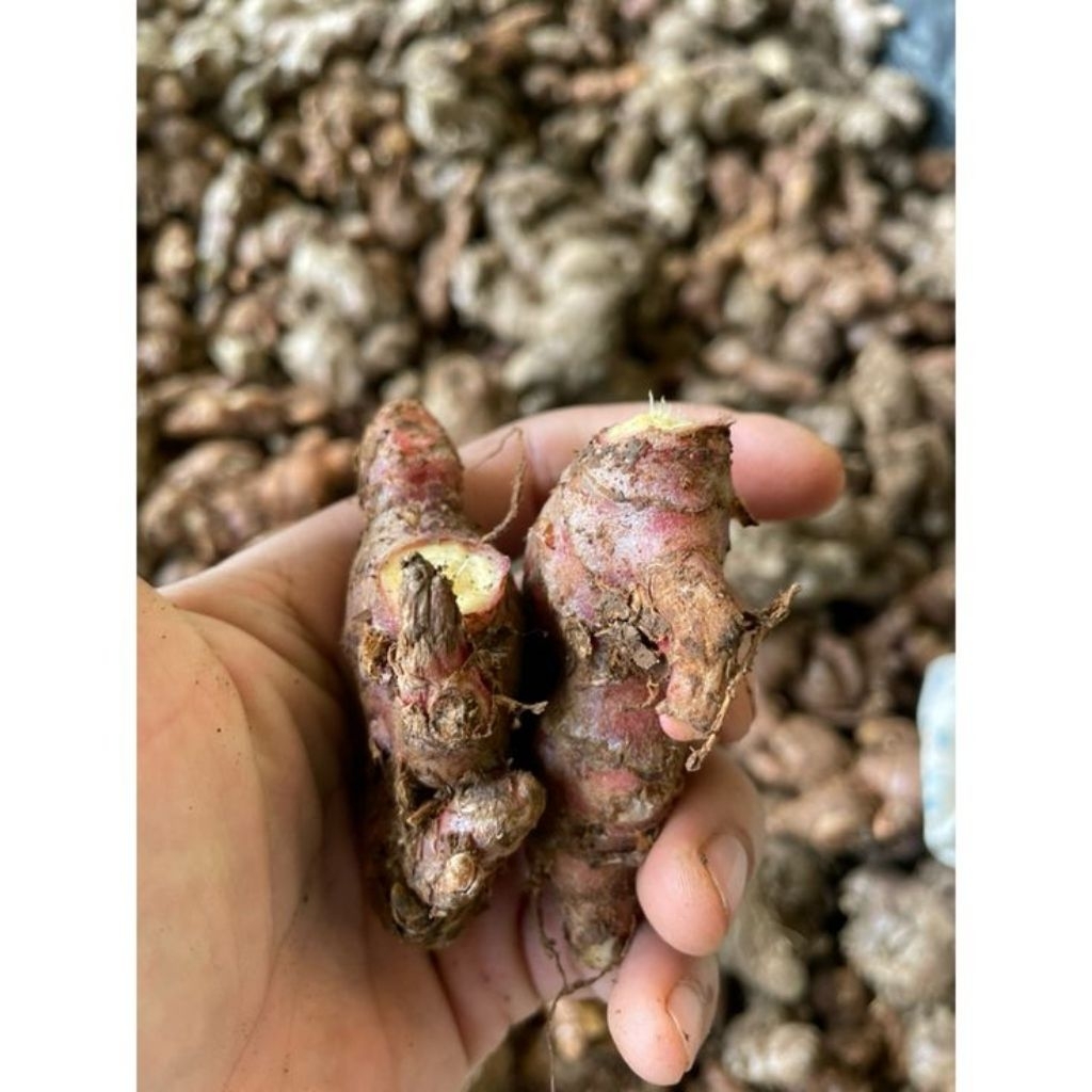 

JAHE MERAH BERSIH SUPER FRESH Kemasan 500 Gram dan 1 Kg