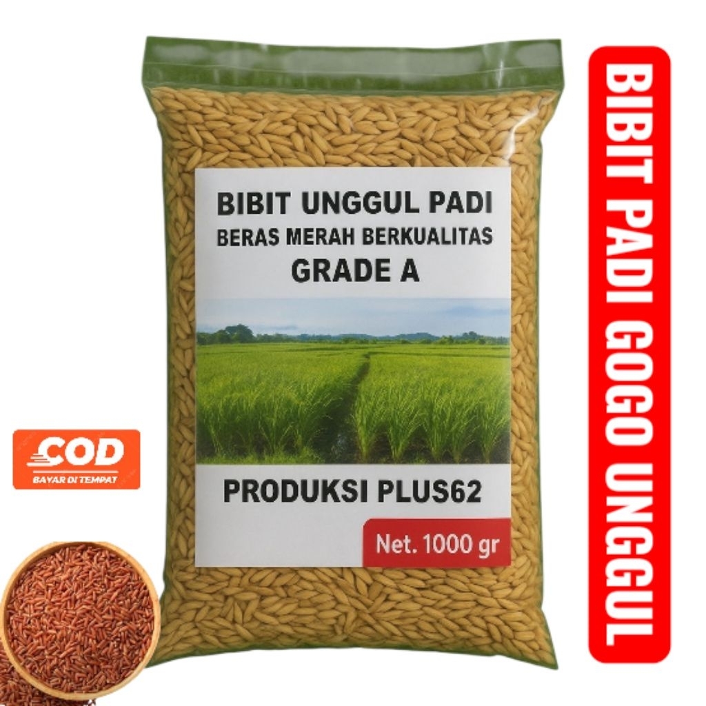 Bibit Padi Gogo Impor Malaysia - Bibit Padi Gogo Perairan