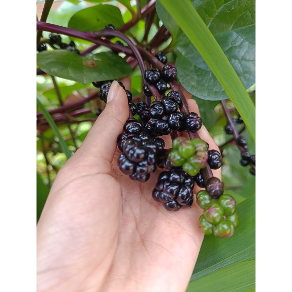 Buah angkung 200 biji  /Obat stroke,buah angkung asli segar