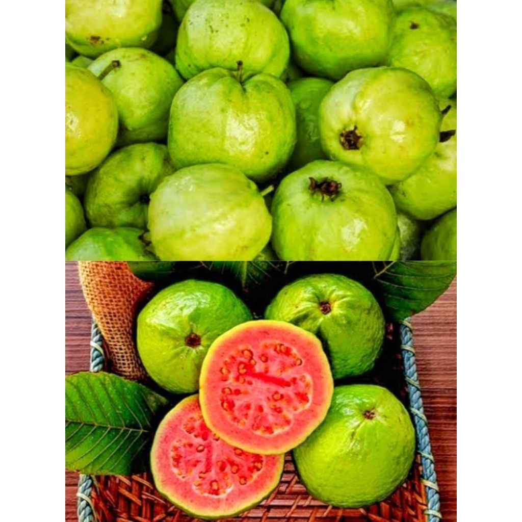 

Jambu merah segar kualitas Grade A