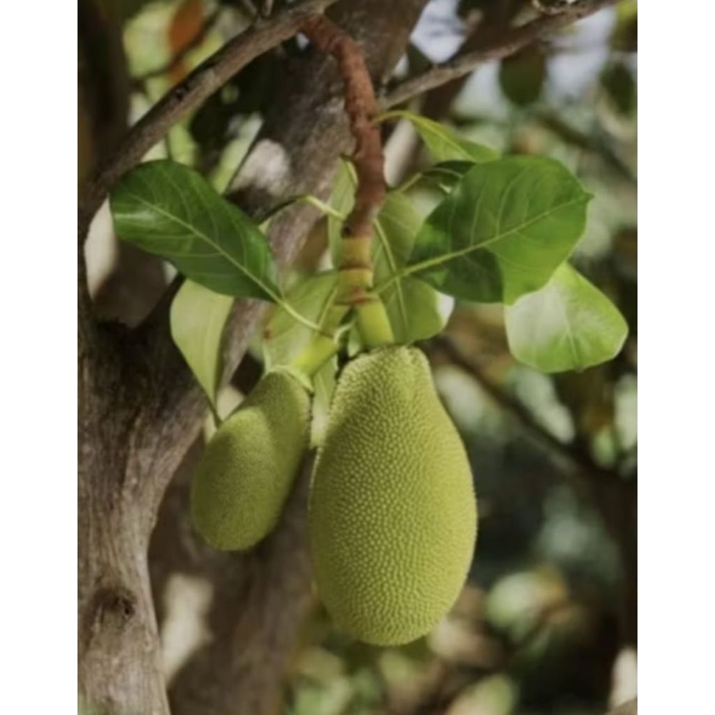 

Buah nangka kecil/Babal/pentil nangka muda