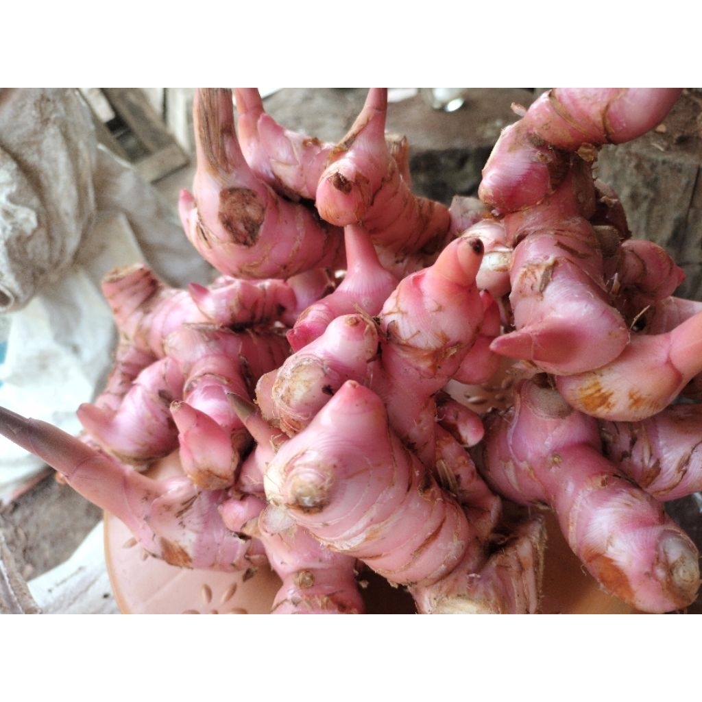 

Lengkuas merah segar