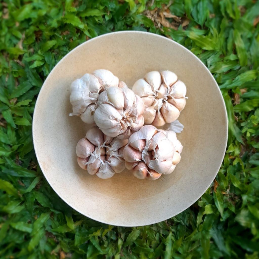 

BAWANG PUTIH SINCO MURAH