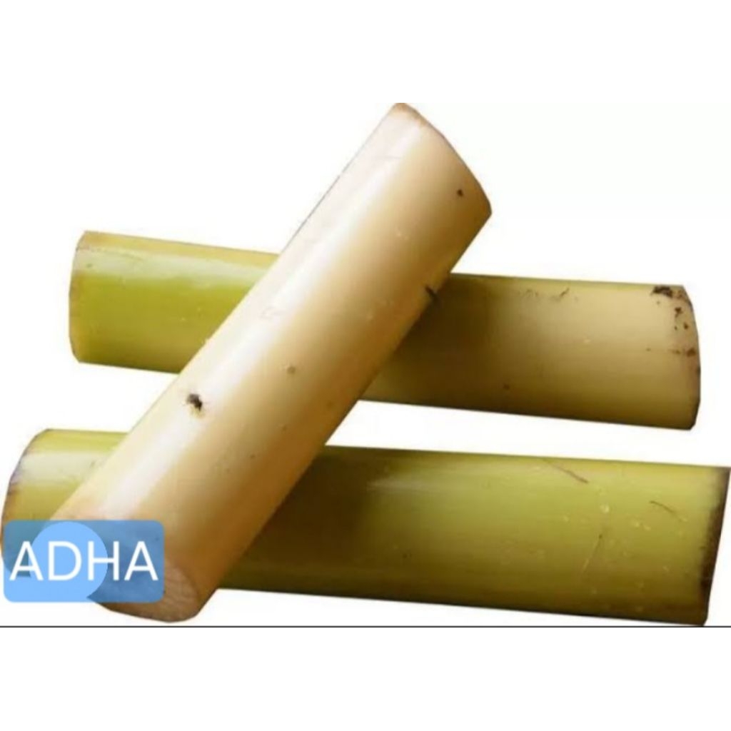 

BATANG PISANG ( GEDEBOG) MASIH FRESH