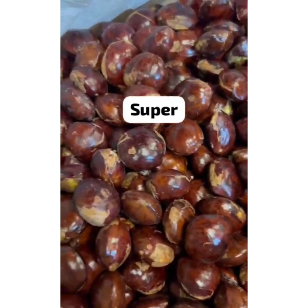 jengkol tua super 1 kg / jengkol super fresh 1 kg