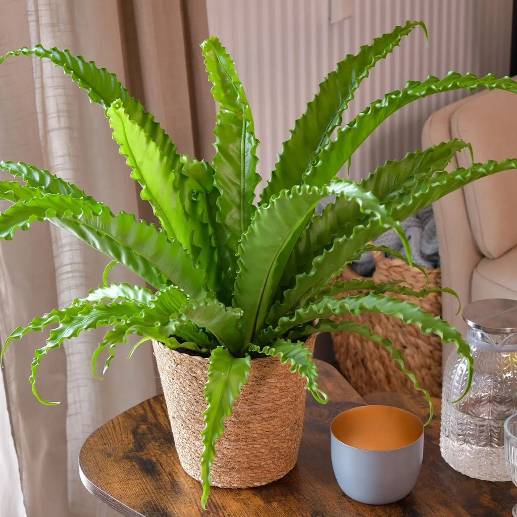 Tanaman hias kadaka osaka - Kadaka osaka kadaka osaka