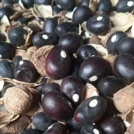 

benih kacang tanah bogor 300 biji - Bibit kacang tanah bogor super unggul - bibit kacang banten