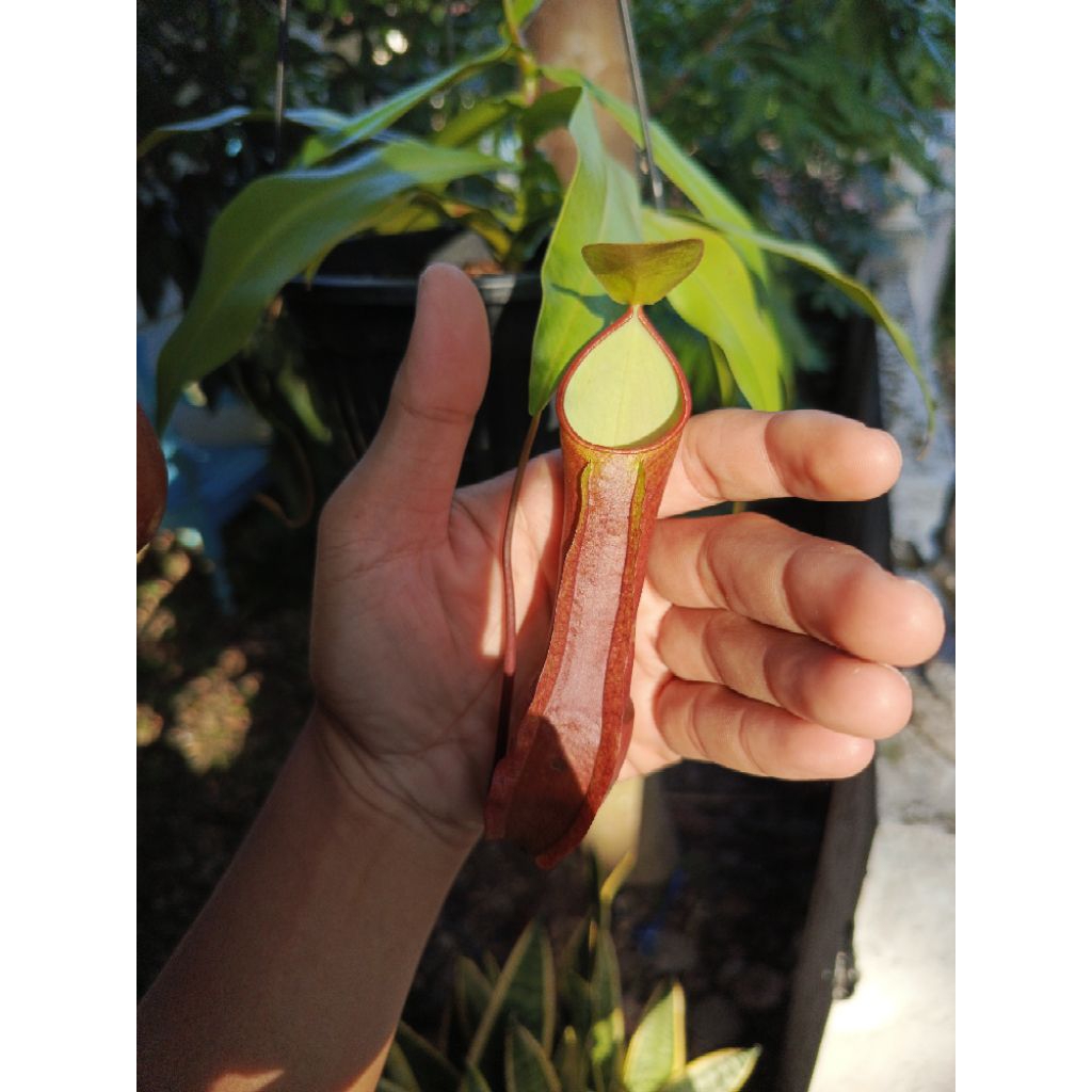 Nepenthes Reinwardtiana / Kantong semar / Tanaman carnivora / Tanaman pemakan serangga / Tanaman car