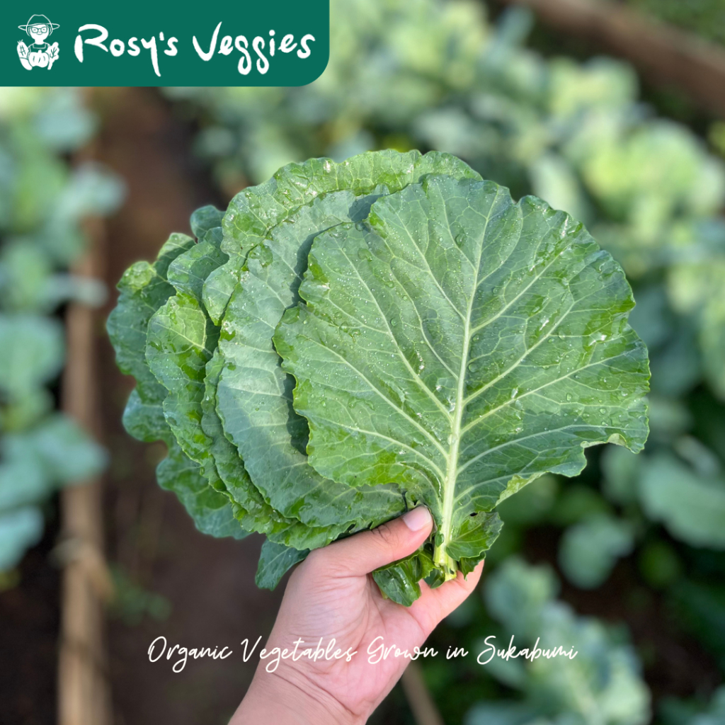 

Kale Collard Greens Organik / Kale Korea | 150 gr