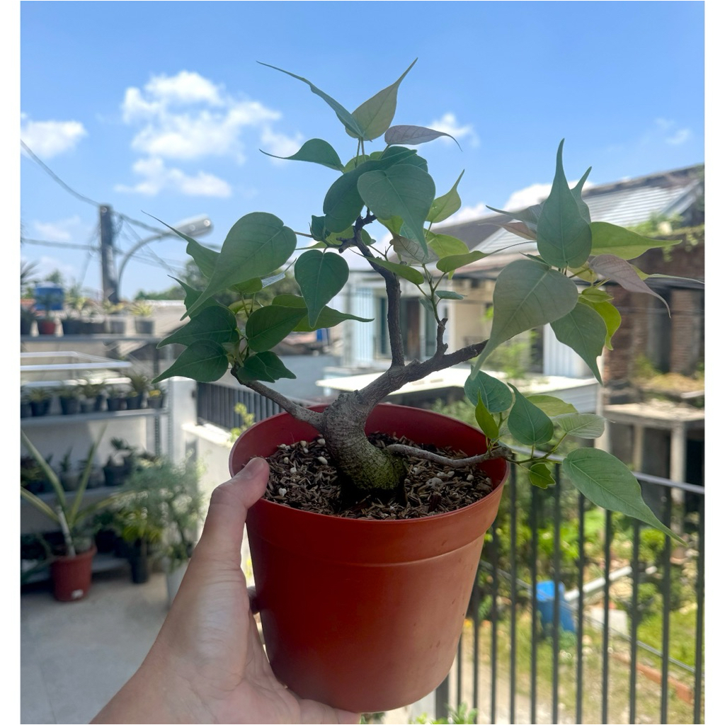 Bonsai Bodhi - Ficus religiosa small