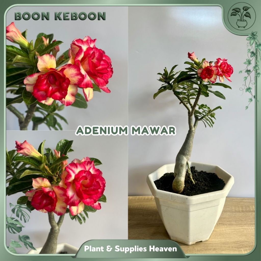 ADENIUM MAWAR MERAH