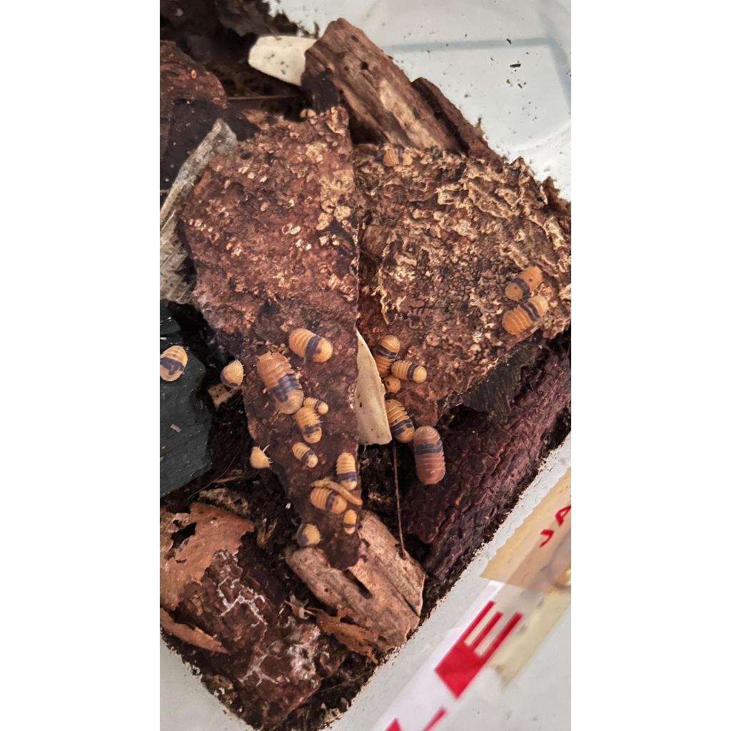 Mainan Imitasi Isopod Cubaris SP. Amber Ducky (Isopod Premium) untuk bioactive Terarium/Vivarium