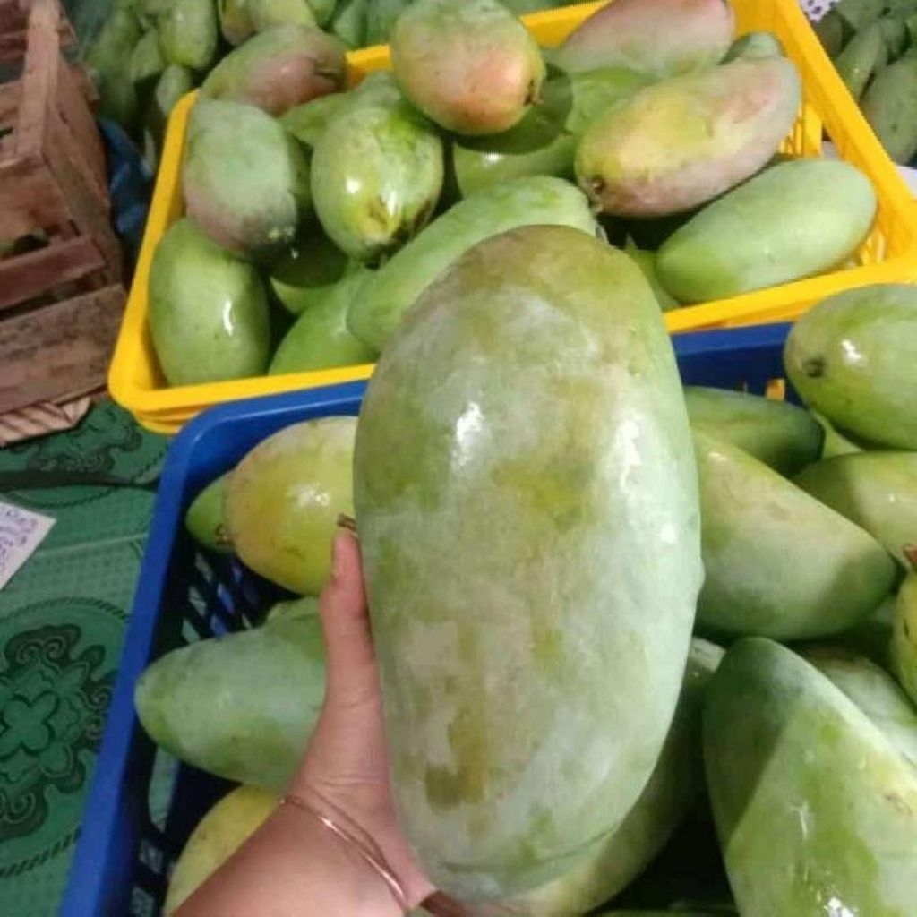 

baby kiojay atau mangga kiojay manis sedikit asam