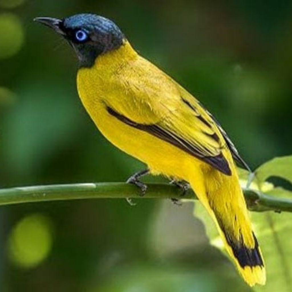 Burung Kutilang SuTra pilihn istimewa