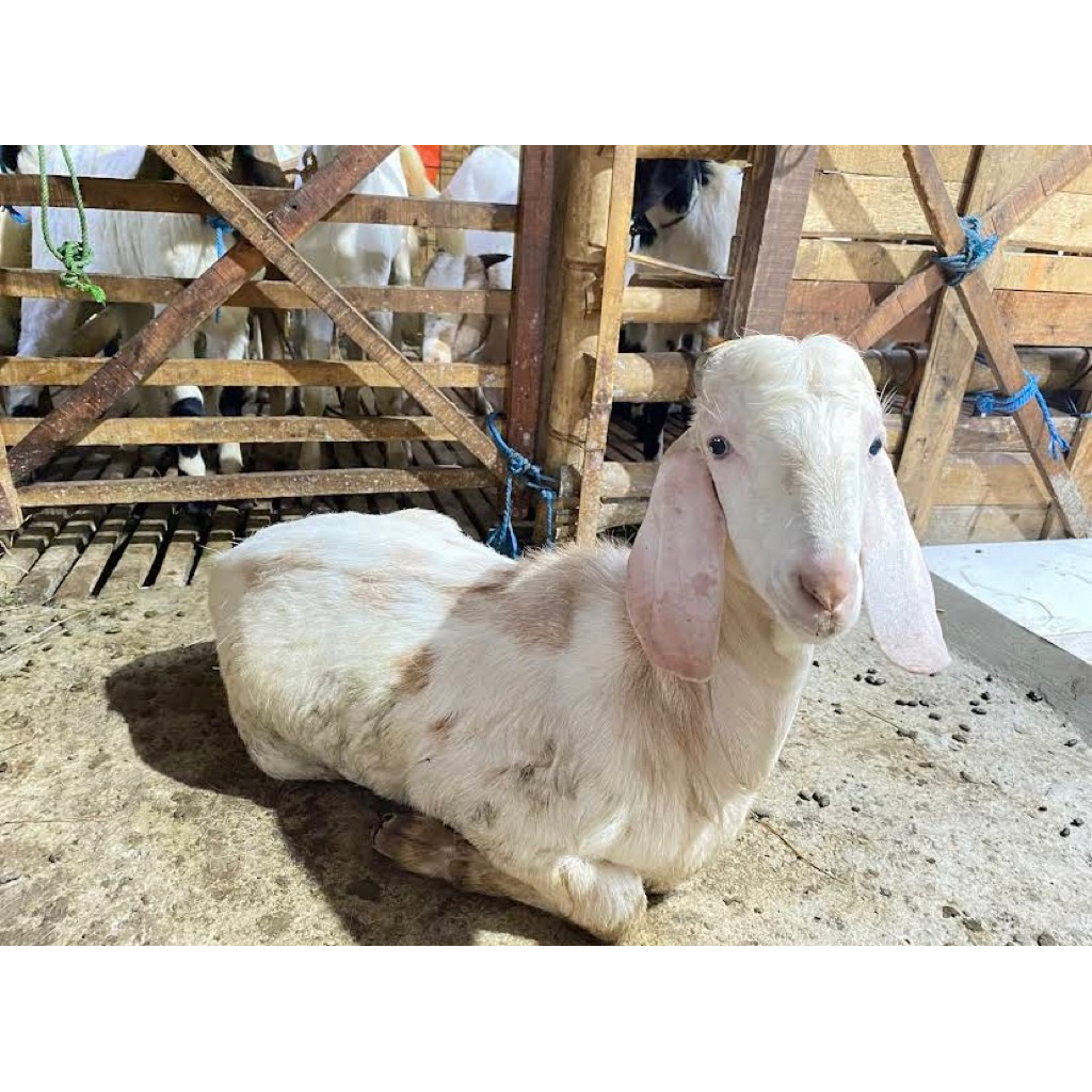 

kambing aqiqoh