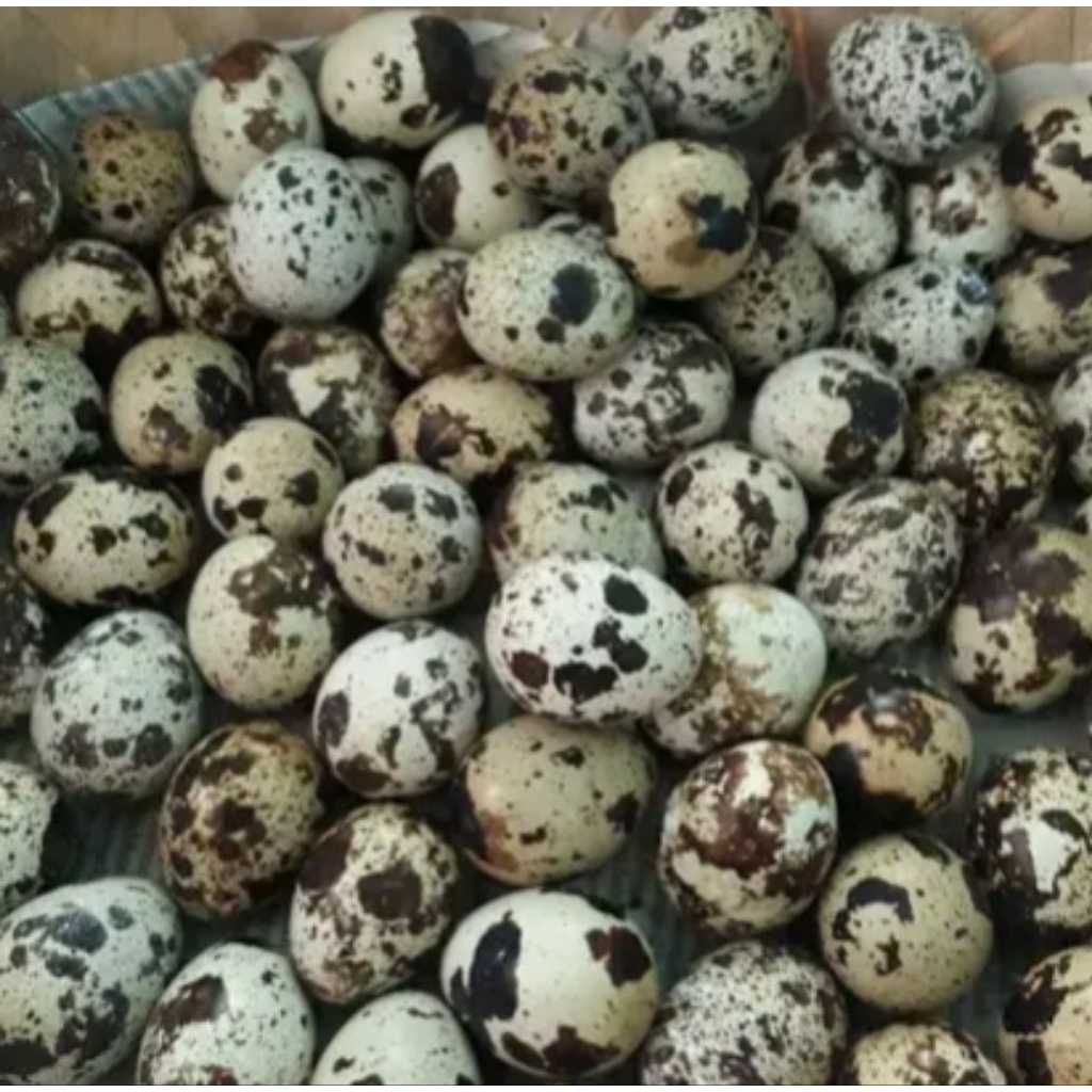 

Telur puyuh berkualitas