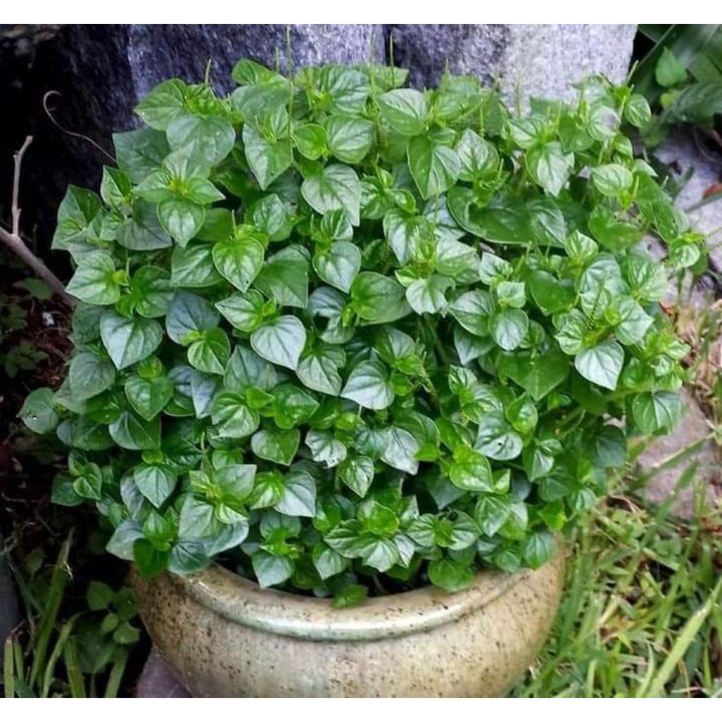 

Harga Promo Daun Sirih Cina 250 gr Segar Tanaman Sirih Cina Daun Cecerkempes