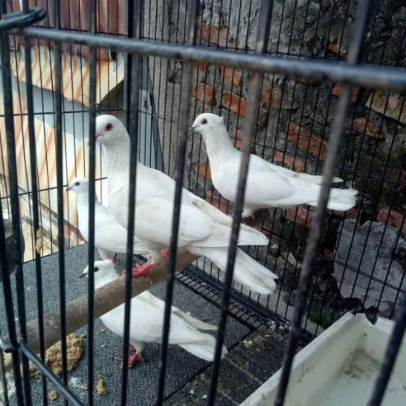 BURUNG MERPATI PUTIH SEPASANG BUAT ACARA PELEPASAN PERNIKAHAN DLL