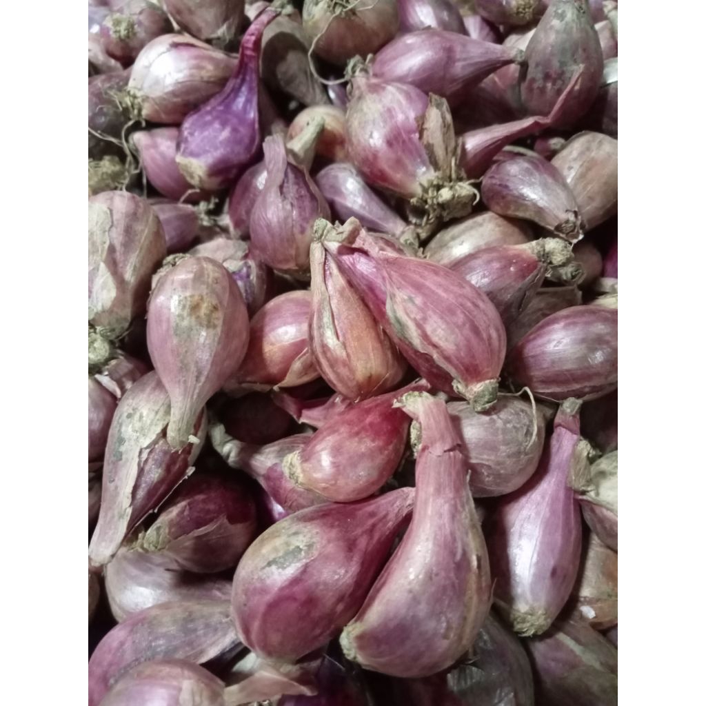 

Bawang merah brebes ukuran sedang besar