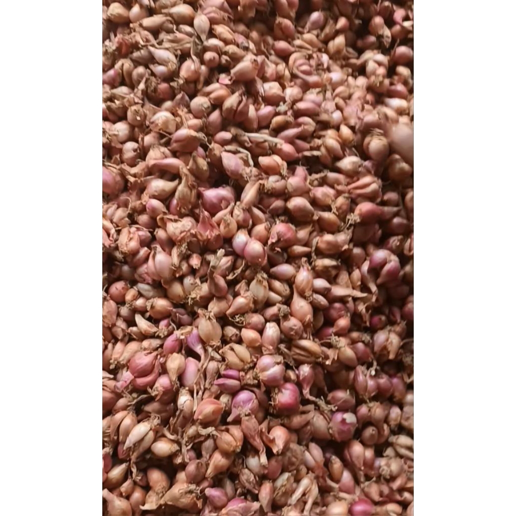 

bawang merah murah 1kg ukuran kecil minimalis