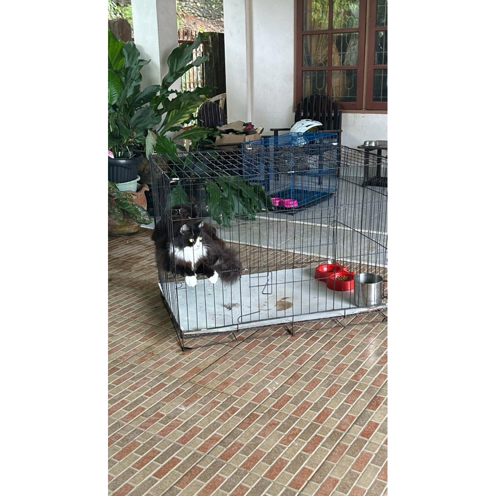 preloved kandang kucing