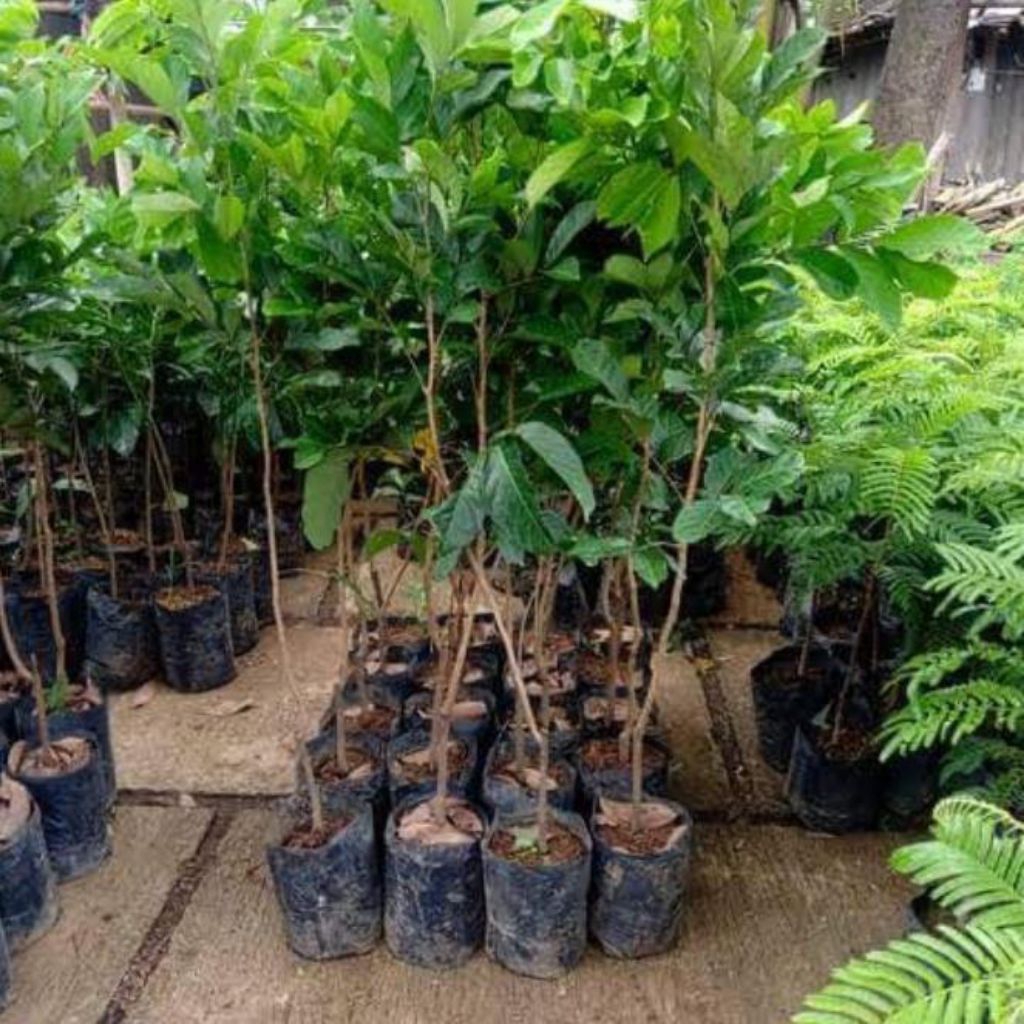 bibit tanaman rambutan binjai rimbun cepat berbunga berbuah