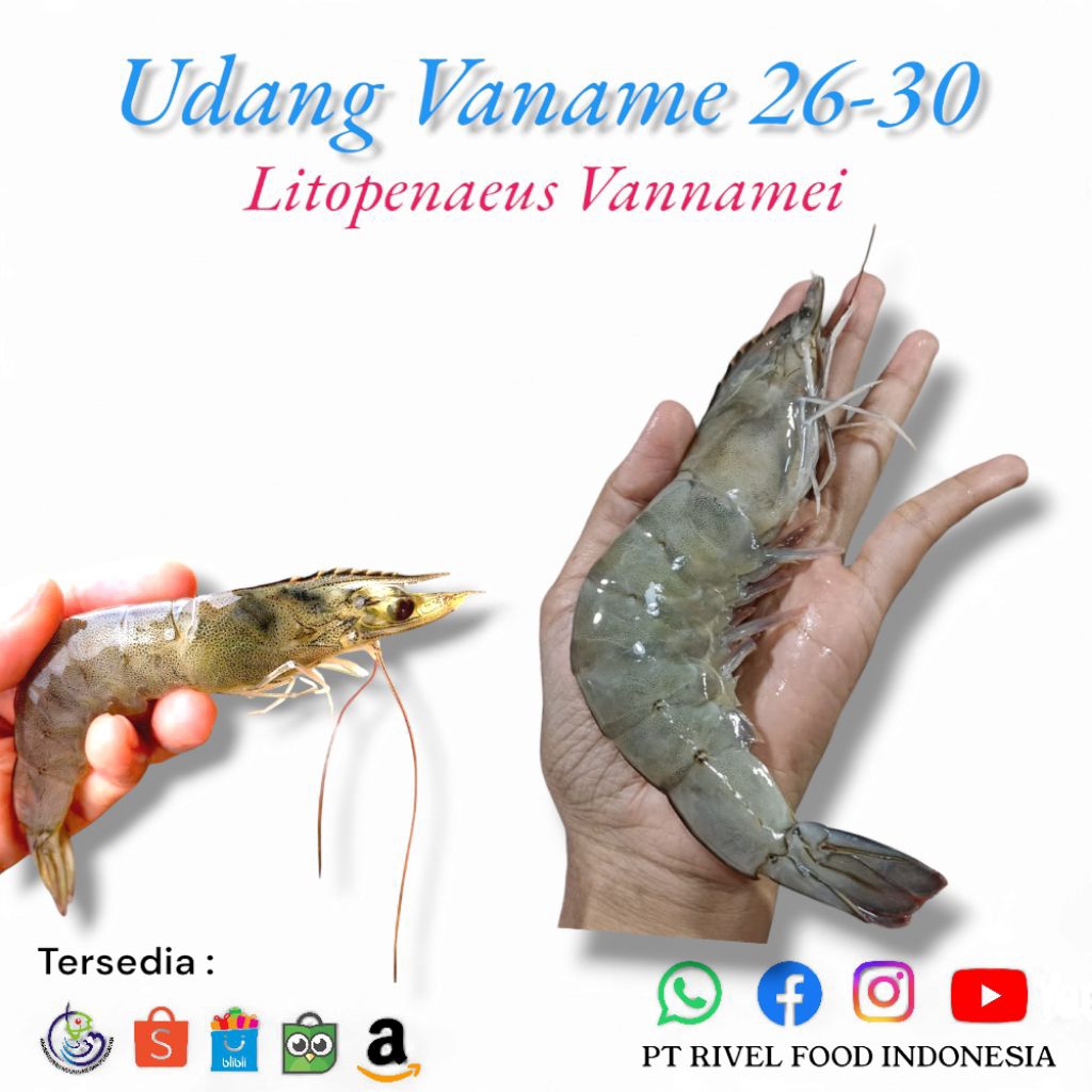 

UDANG VANAME BESAR UKURAN 26-30 EKOR
