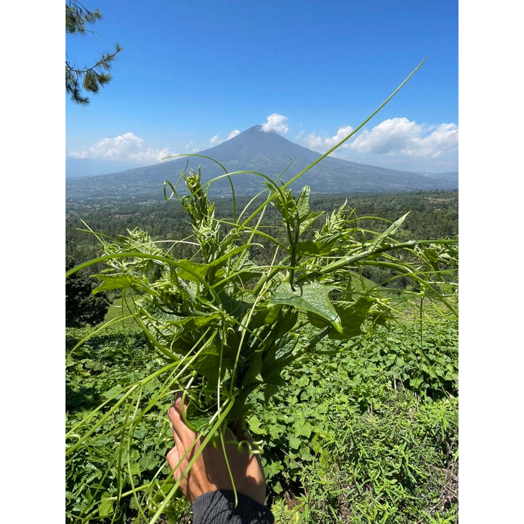 

pucuk labu siap segar segar 500gr beli x2 tambah 2 labu siam