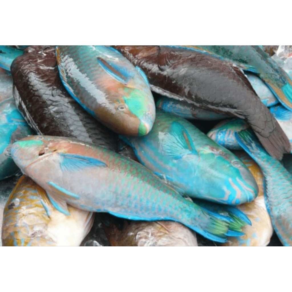 

ikan laut segar kaka tua 1kg ada pagi siang bppn