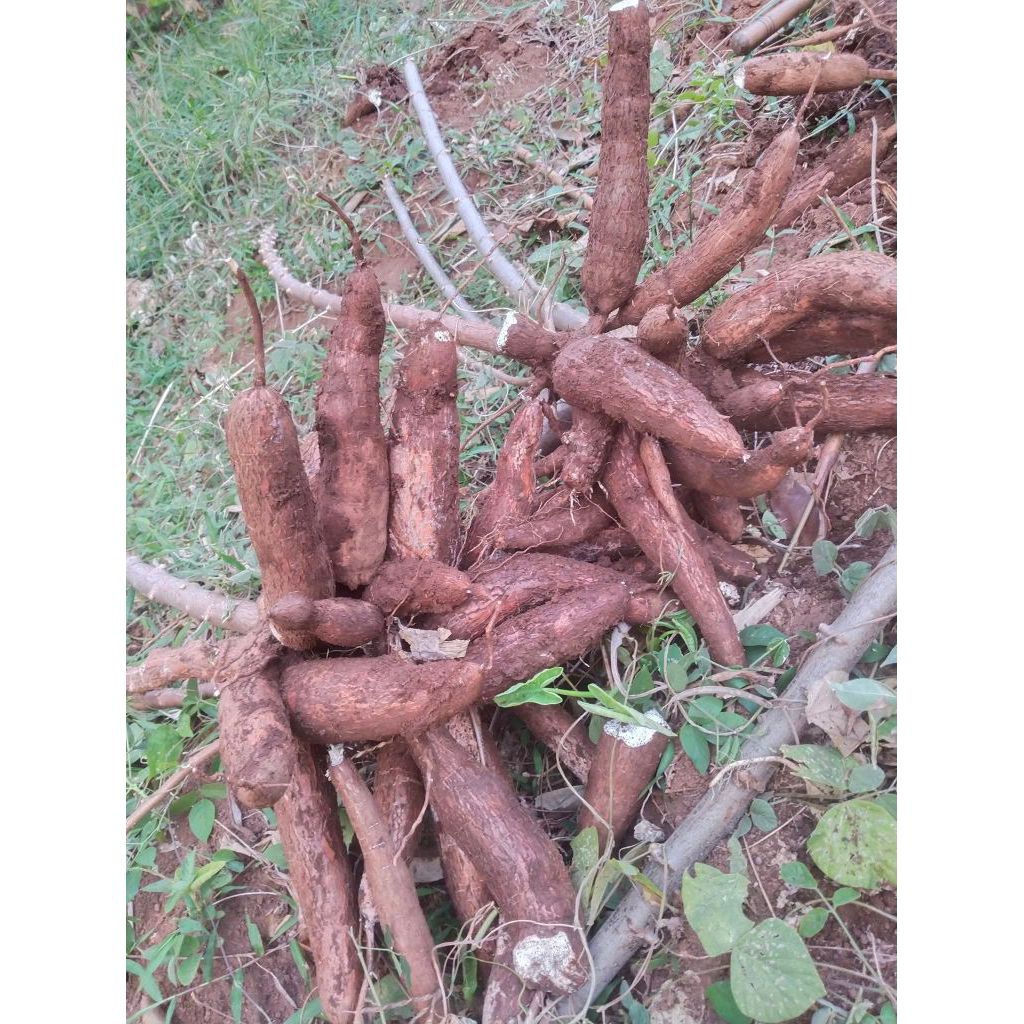 

Singkong Ketan Fresh