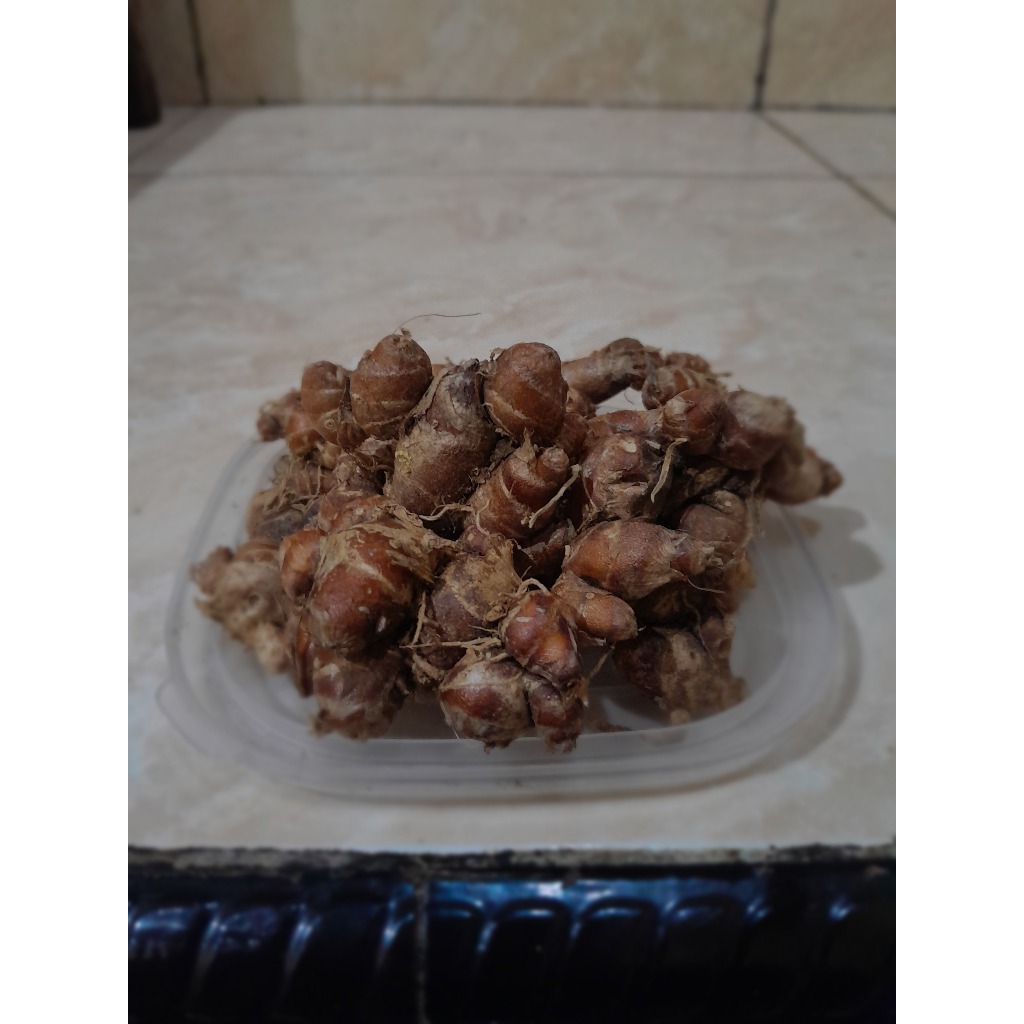 

Kencur Segar Cocok Untuk Seblak, Bumbu, dan Campuran Obat Herbal