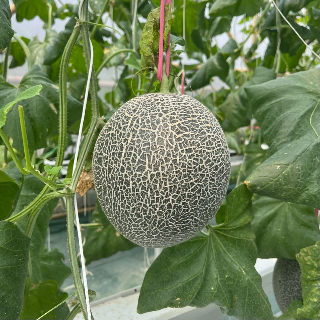 

Melon Golden Aroma Hidroponik by Yu Naning Farm