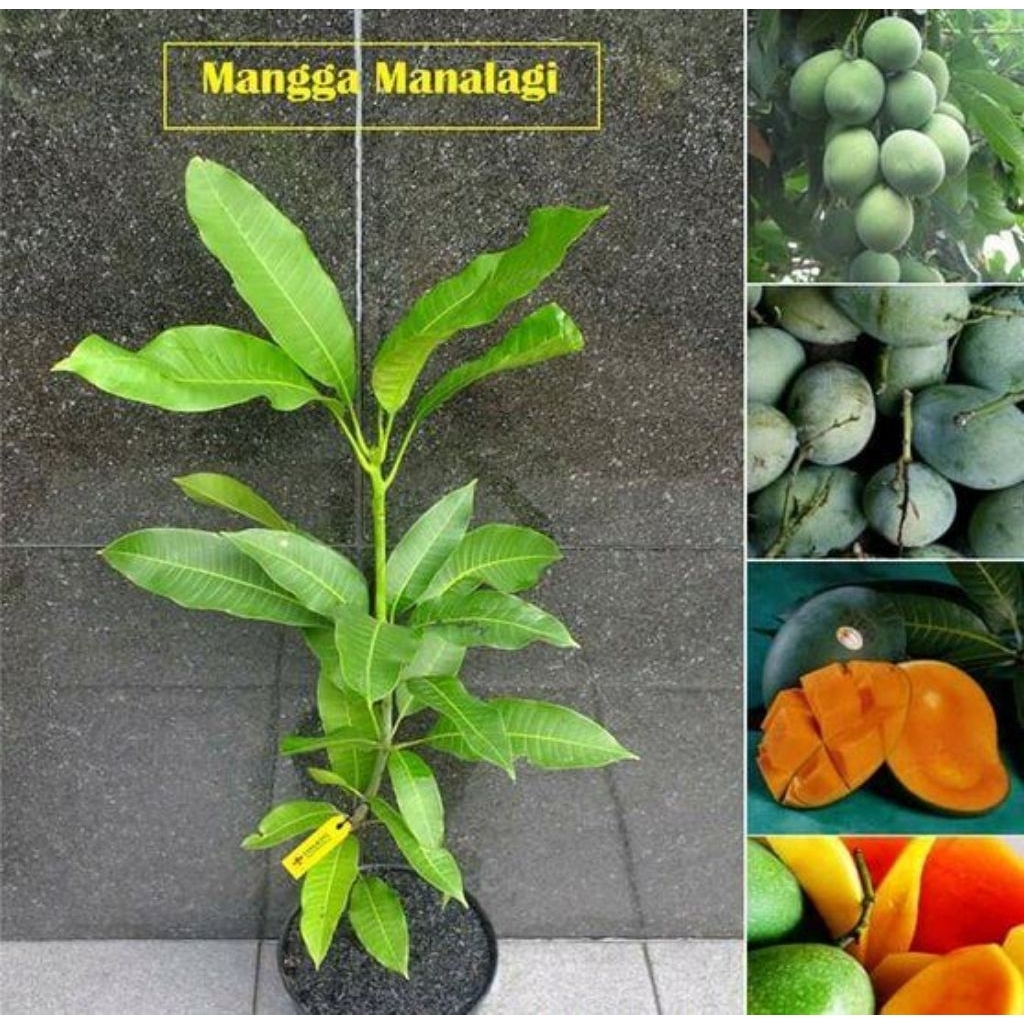 benih jambu kristal