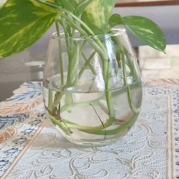 Aquarium kaca bulat 475 ml/Aquarium Kaca