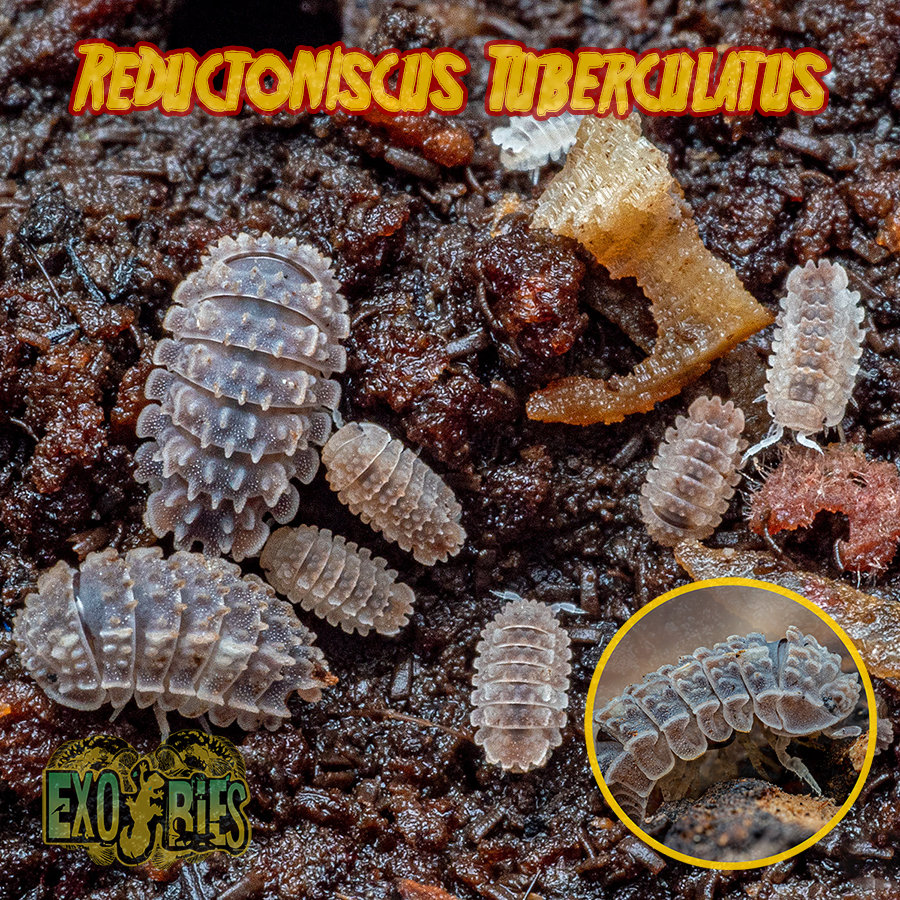Isopod Reductoniscus Tuberculatus Pengurai Bioactive Paludarium Dan Vivarium Isopoda Reductoniscus
