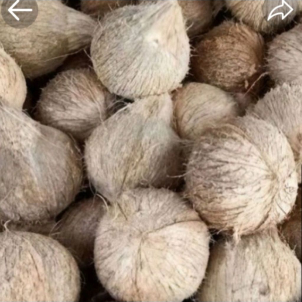 

satu butir kelapa tua super yang sudah di kupas untuk santan