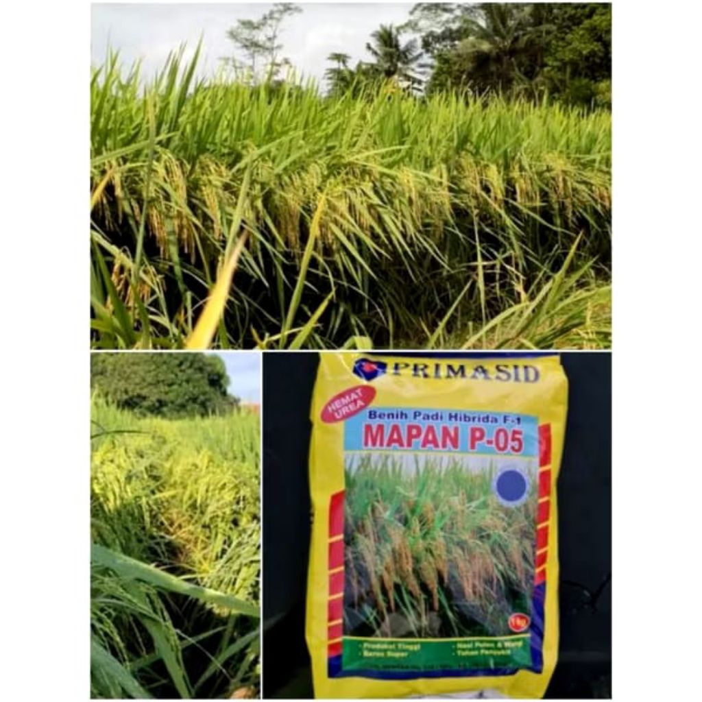 BIBIT PADI ORIGINAL MAPAN P-05 KEMASAN 1KG