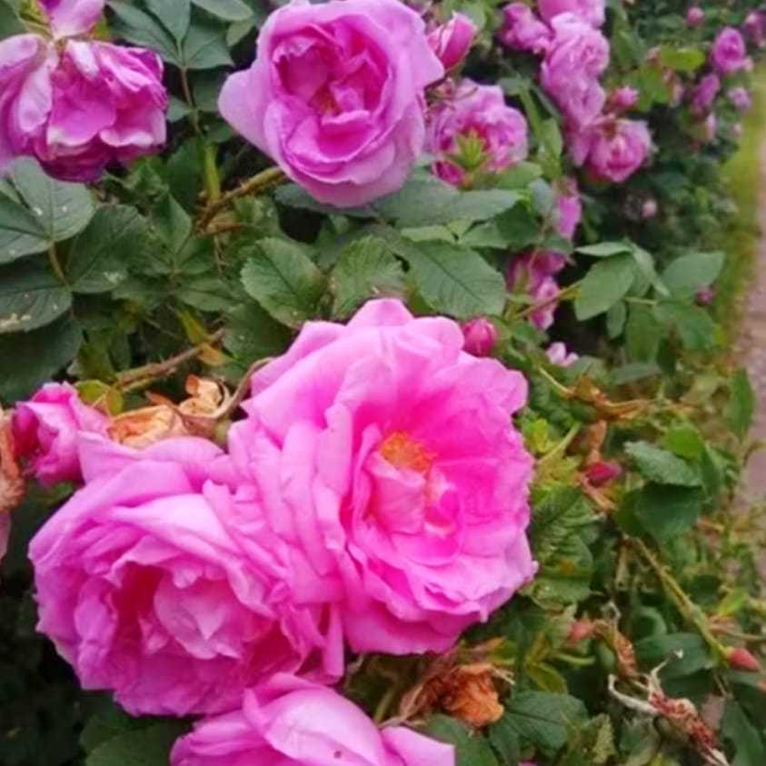 TANAMAN BUNGA MAWAR DAMASCENA