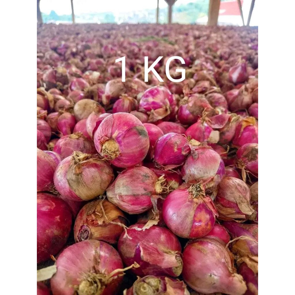 

BAWANG MERAH LOKAL GARUT JENIS BALI KARET SUPER sedang ke besar 1 kg GRAM