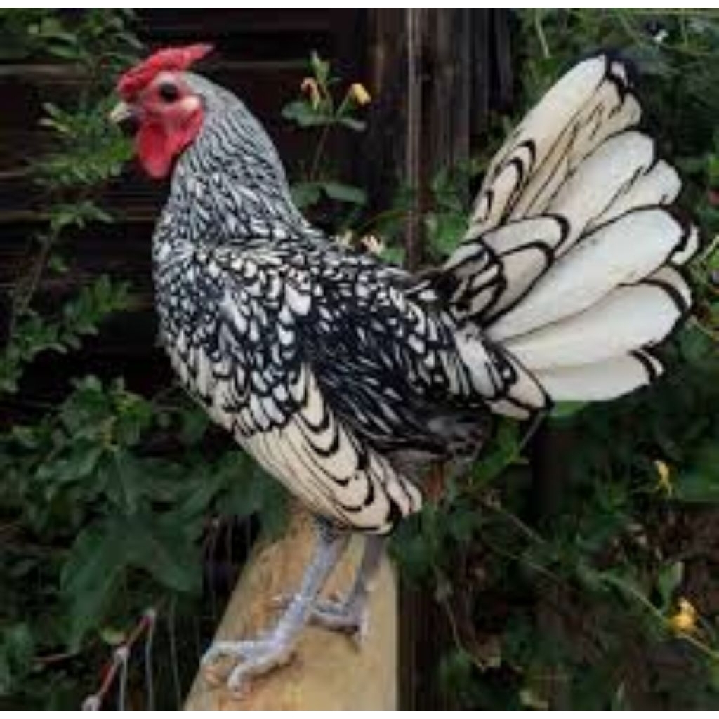 Telur tetas ayam batik