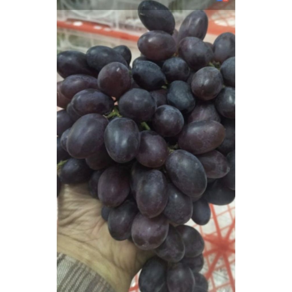 

black anggur autum royal Best seller New stock