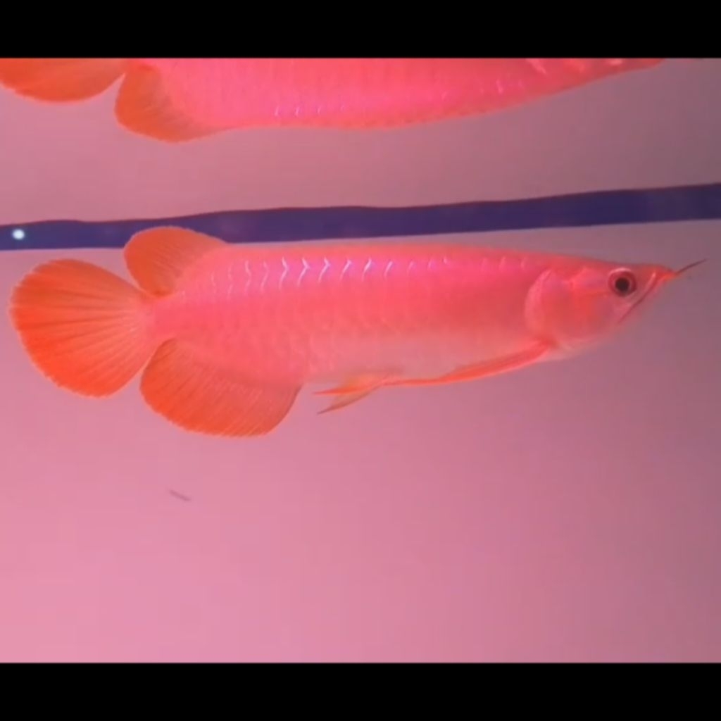 Ikan Arwana Super Red Spesial +- 30cm (Foto Real)